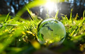Green glass globe with green leaves and morning sunlight